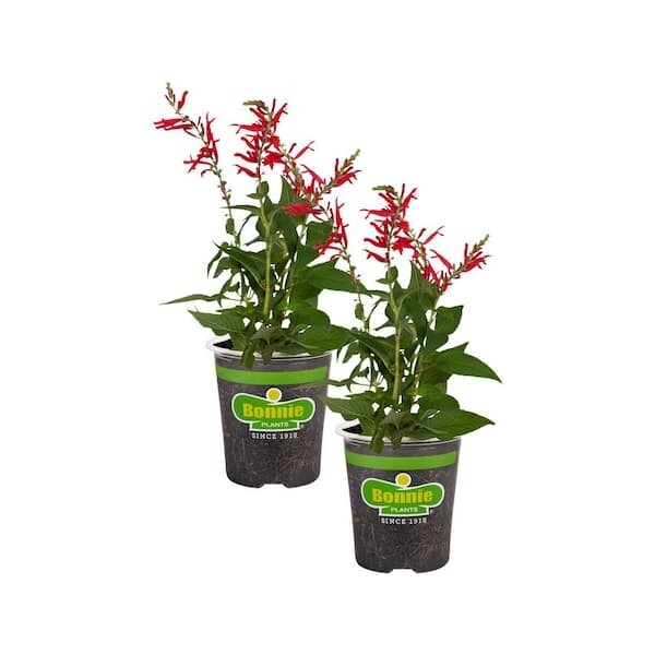 2-Pack 19 Oz. Pineapple Sage Herb Plants for Cooking and Aromatherapy