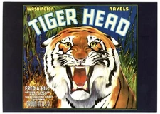 TIGER HEAD~REDLANDS CALIFORNIA HISTORIC FRUIT CRATE LABEL ART~NEW 1986 POSTCARD