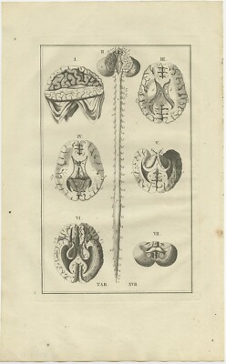 Antique Anatomy Print of the Brain and Spinal Cord | eBay