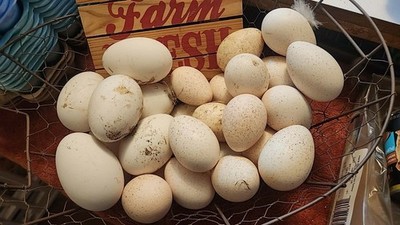 12 BYM Turkey Hatching Eggs