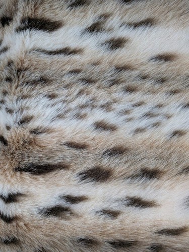 Tierfellimitat Kunstfell Leopard Meterware 1,45 breit 0,50 m KUNSTFELL(18) - Bild 2 von 4