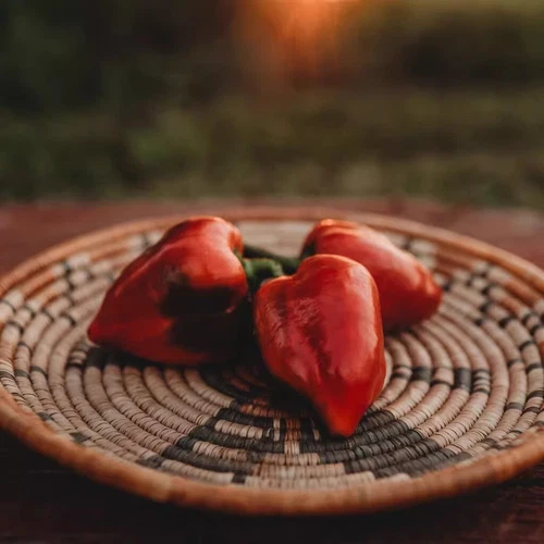 200 Lesya Red Pepper Seeds Sweet Pepper Organic