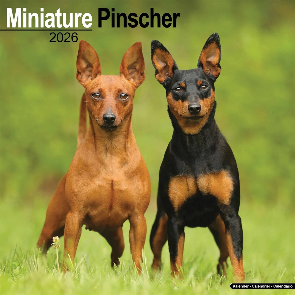 Miniature Pinscher Calendar 2026, Wall Calendars, Month To View, Dogs, Gift