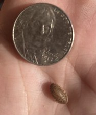 Dubia Feeder Roaches, Extra Small ,Small,Medium Large