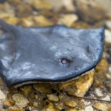 SAFARI LTD STING RAY Set of 5 Toy Figures #100507 INCREDIBLE CREATURES 7"! NEW!