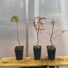 3 Japanese Maple Seedlings, Bonsai