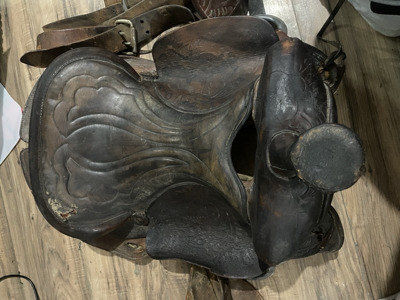 Horse Seattle Seat