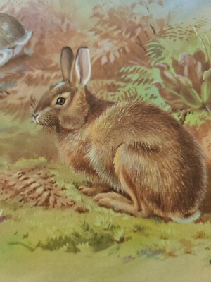 Vintage 1934 Rabbit Bunny Nature Walter Alois Weber Lithograph