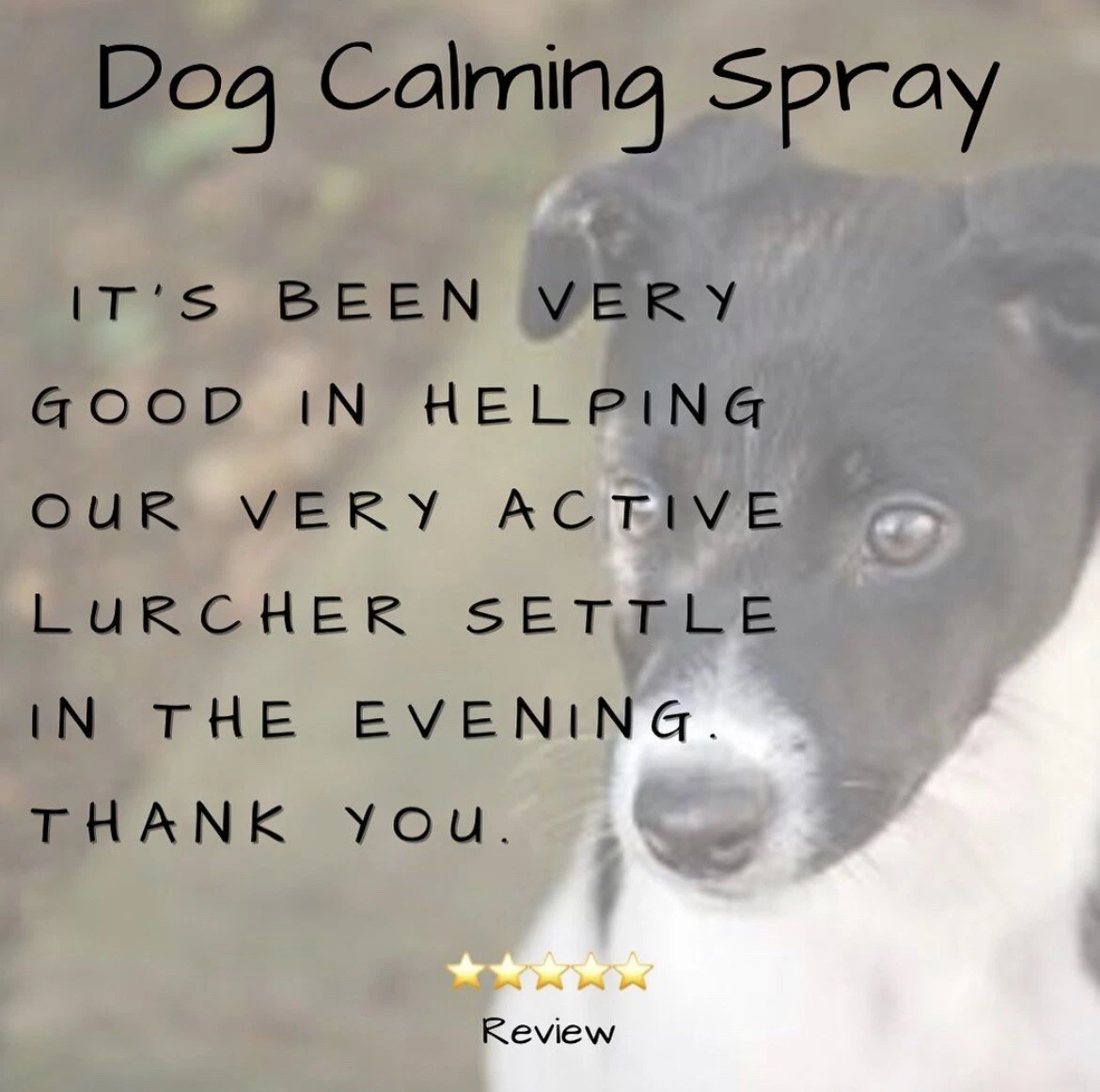 Essential oil dog 2025 calming spray