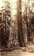 1930s SEQUOIA NAT'L PARK CA GENERAL SHERMAN TREE LARGEST  RPPC POSTCARD P1293