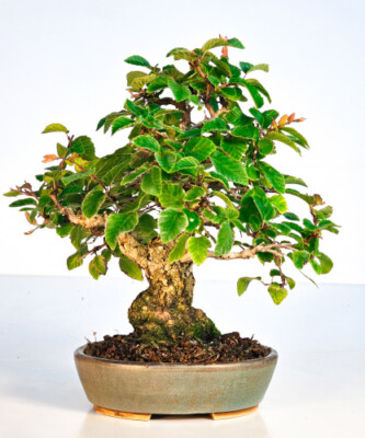Bonsai Koreanische Hainbuche Carpinus coreana 17cm