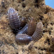 CARAMEL    Isopods 10ct LIVE bioactive, springtails, dairy cows, clean up    