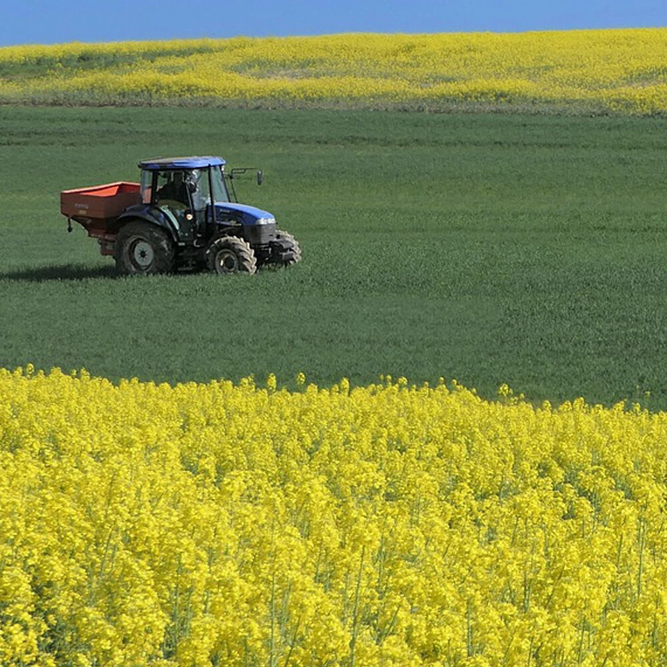 (2,20€/1kg) 10 kg Raps Rapssamen Gereinigt Rapssaat Rapskissen Kissen Wärmekisse - Bild 3 von 4