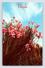 Postcard Hawaii HI Vanda Orchid Flower Miss Joaquim 1960s Unposted Chrome