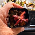 D. Graomogolensis Sundew Potted. Large Easy Care Species (Read Description) — photo 2