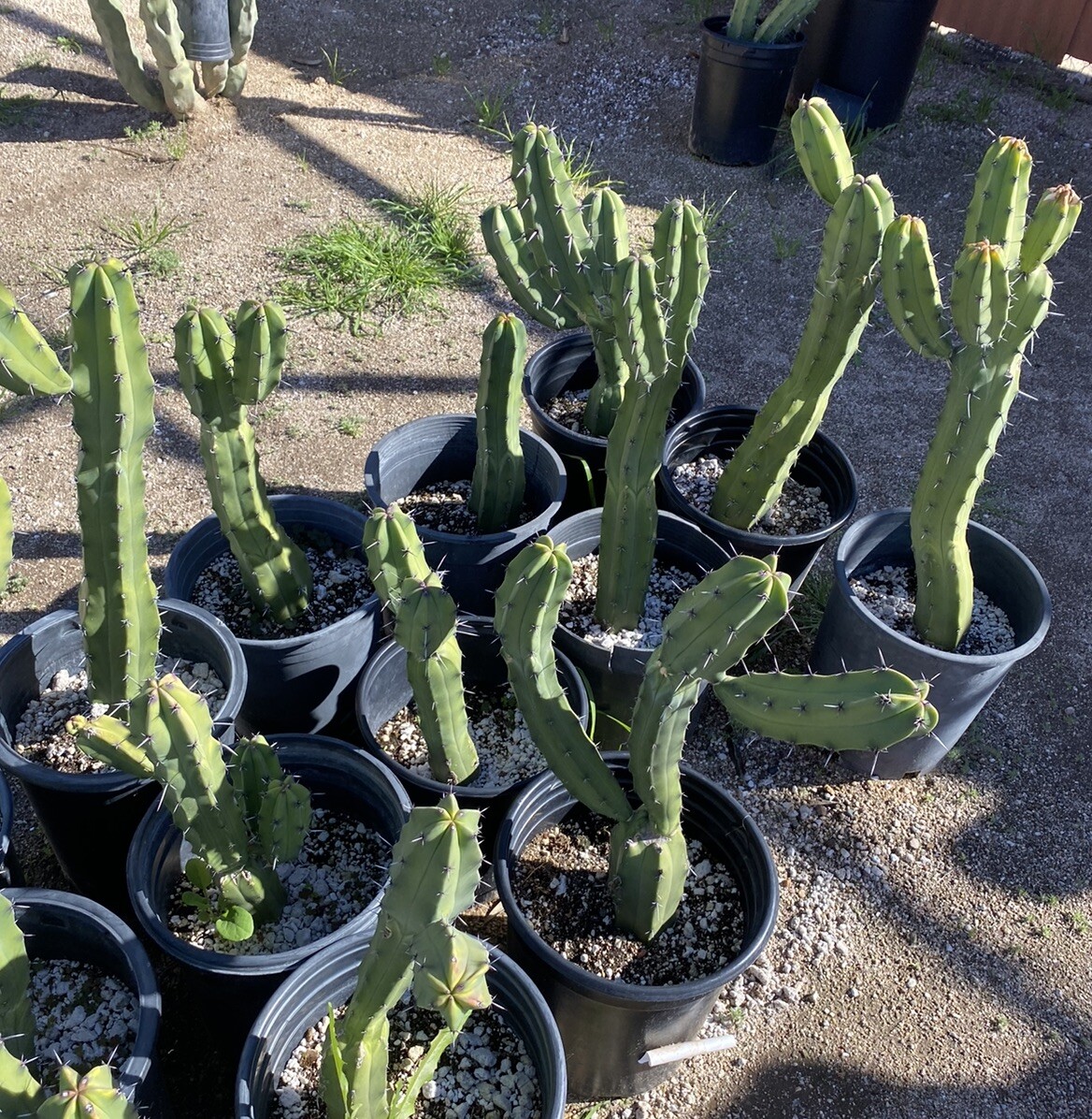 THICK!!!!! 3 Foot 5 Gallon Blue Myrtillocactus Fruit Bearing Cactus