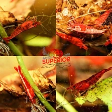 10+2 Fire Red Cherry Shrimp Freshwater Neocaridina Aquarium 100% Live Guarantee