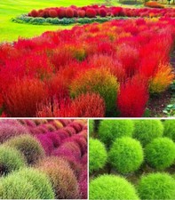 Burning Bush seeds | 100+ Seeds | Self Seeding |