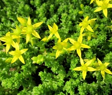 GOLD MOSS STONECROP Sedum Acre - 1,000 Bulk Seeds