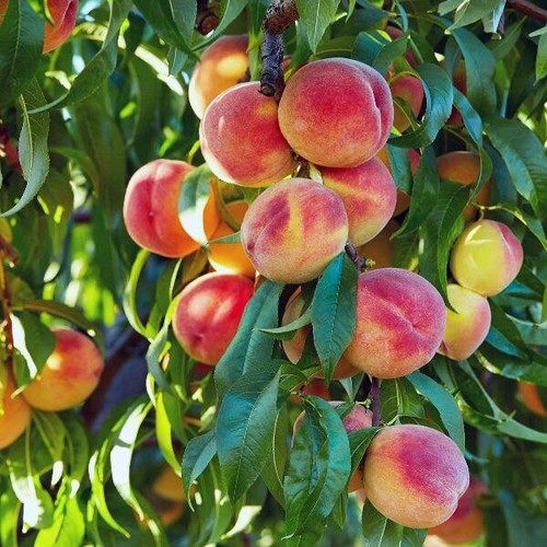 2 Harvester Peach Trees 2-3 Ft Tall Now Fruit Trees