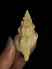 SEA SHELL FOSSIL GASTROPODA, MOLLUSCA BUCCINIDAE FROM JAVA, INDONESIA, 46MM