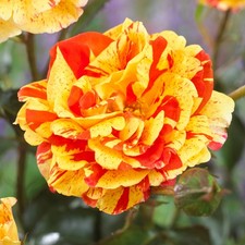 Rose Oranges and Lemons Papagena (4L Pot)