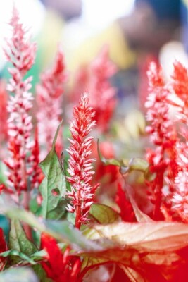 Digital Image Picture Photo Pic Wallpaper Red Flowers Nature