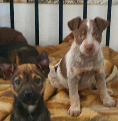 Kelpie Cross Dogs Puppies Gumtree Australia Free Local Classifieds