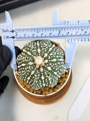 Astrophytum Star Shape (at2) (b4) | Japanese Import