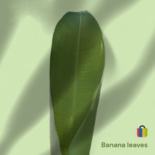 Organic Pure Natural Organic Banana Leaves Dried Fresh