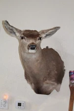 Mule Deer Head Shoulder Mount Taxidermy Mount Antler Hunt Whitetail Rack Hide