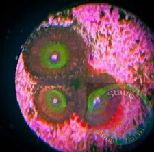 SAF~Red Candy Apple Zoanthid Coral Frag, Colony, “WYSIWYG” Paly, Zoa