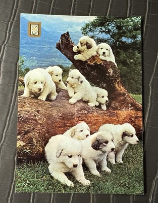 AK Andorra Pyrenäenhund Nr.505