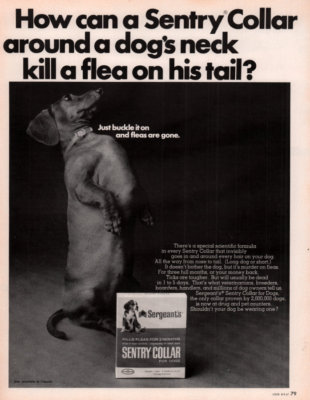1967 AD A  SENTRY FLEA COLLAR DACHSHUND ON BACK LEGS BEGGING 