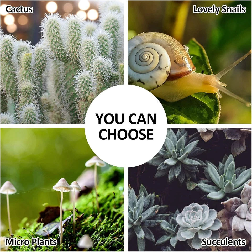 Jardineras de Vidrio Terrario con Tapa Plantas Geométricas Terrario Contenedores para Musgo Foto 2 de 4