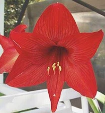 Red Amaryllis HIPPEASTRUM Bulb - 2 Medium Size Bulbs