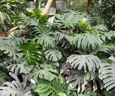 Monstera Deliciosa - 10 / 50 Fresh Seeds - Swiss Cheese Plant