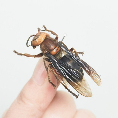 #ad REAL Black bellied wasp Vespa basalis Science Education Specimen $9.00