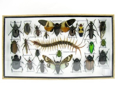 Unique piece - Real 3D prepared insects, showcase mural, museum quality a-l-18