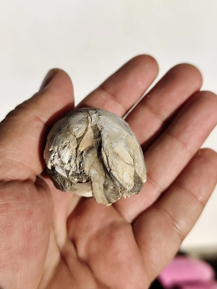 Very Rare Fossil Gastropod in Limestone Matrix – Cenozoic Era - Unpolished  - Image 3 of 4