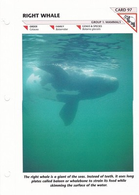 Wildlife Fact-File Cards ~ BUYERS CHOICE ~ Group 1: Mammals (#51-100)
