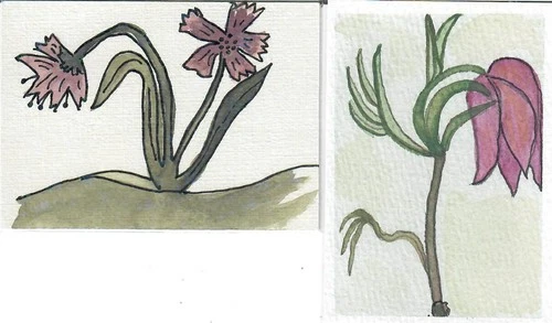 Aceo "TWO FLORAL PLANTS" Watercolor Art Signed and Dated