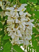 Black Locust (Robinia pseudoacacia), 50 seeds 