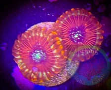 SAF~Magician Zoanthid Coral Frag, Colony, “WYSIWYG” Paly, Zoa