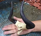 Lord Of Darkness Skull articulated Jaw one sixth scale