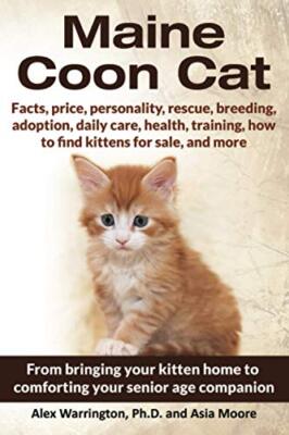 Maine Coon Cat: From bringing your kitten home to comforting your senior age ...