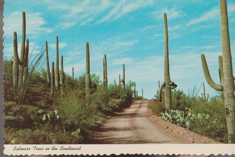 Postcard Sahuaro Trees In The Southwest Cactus PETLEY Unposted  Clean