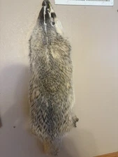 Rare Badger Fur Hide Just Tanned, Heavy Thick Fur Pelt. Prime fur Xl Size
