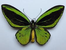 Ornithoptera priamus hecuba  EX Indonesia