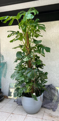 2,50m monstera deliciosa variegata Mutterpflanze in wei/grn | eBay.de